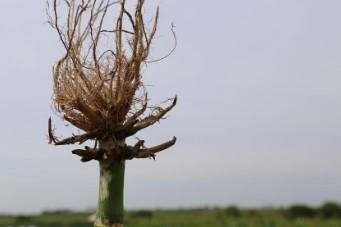 Corn Rootworm Egg Hatch Peaking Around Iowa